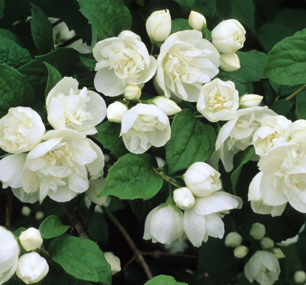 Philadelphus virginalis 'Virginal'